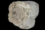 Fossil Triceratops Bone Section - North Dakota #117357-1